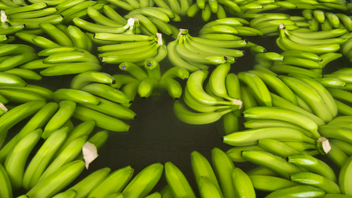 Bananas in water