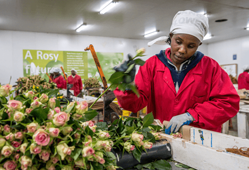 Flower worker at Panda Flowers