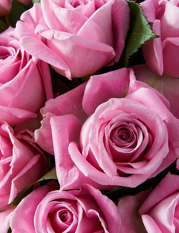 Close up of pink roses