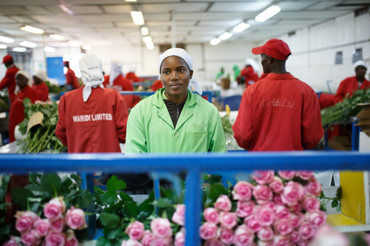 Flower worker at Waridi Limited farm