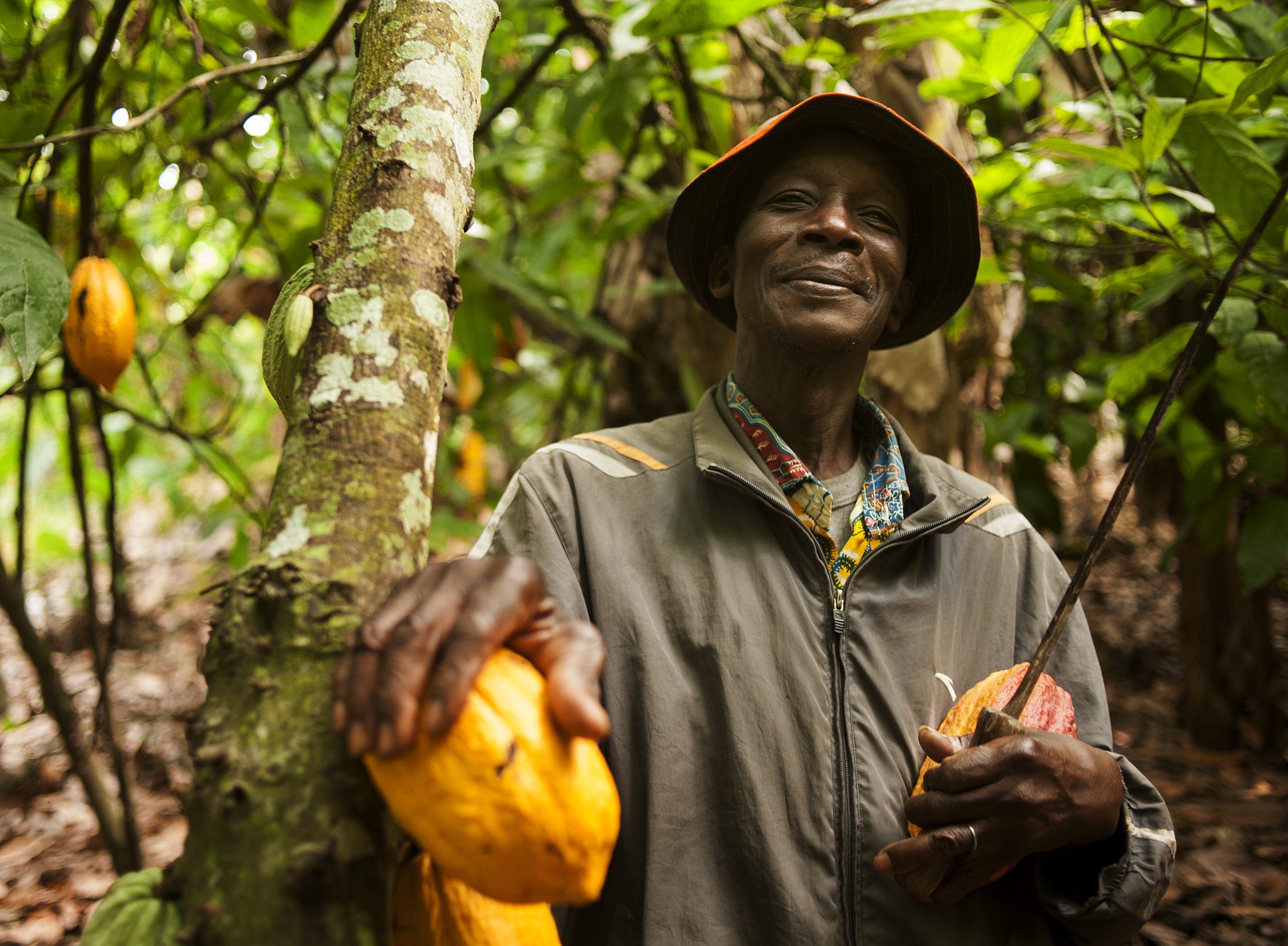 You are currently viewing Cocoa farmers welcome Ferrero commitment