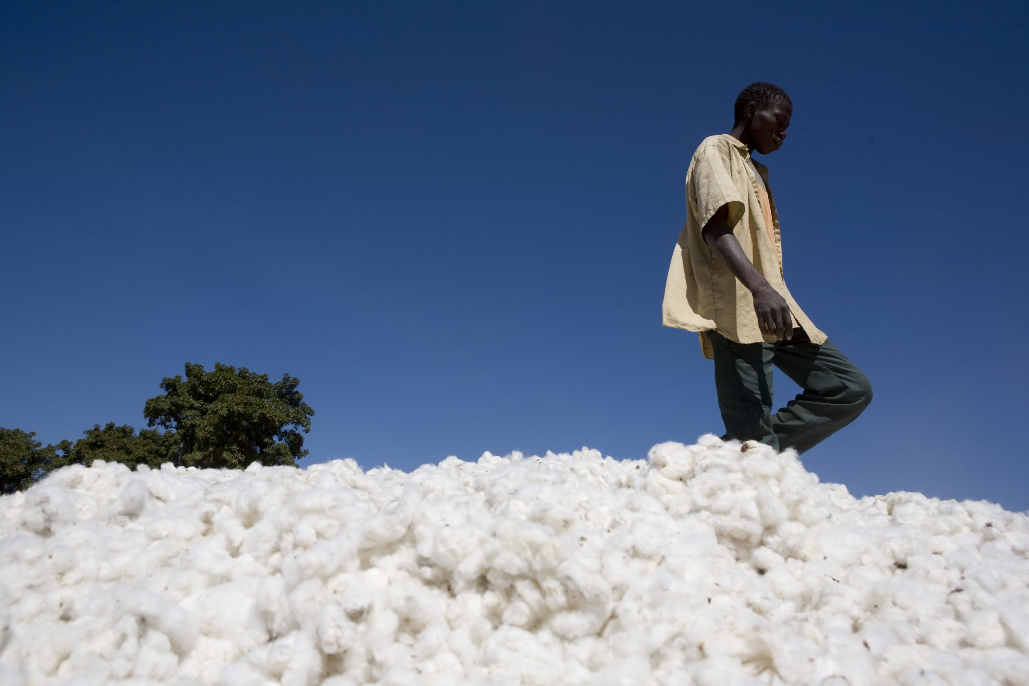 You are currently viewing 36 major brands pledge to achieve sustainable cotton by 2025