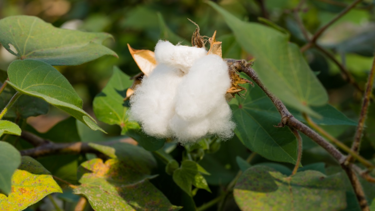 You are currently viewing Dressmann to become world leading retailer of Fairtrade cotton