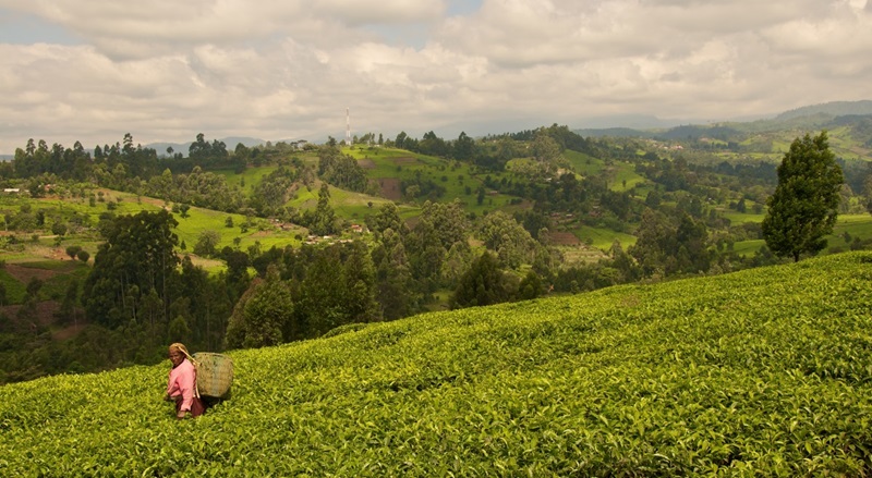 The tea plantation at Iriaini