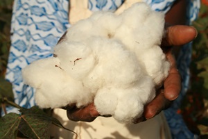 cotton wool