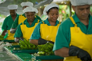 Colombian banana workers