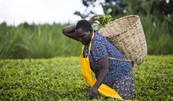 Fairtrade tea farmer picking tea leaves