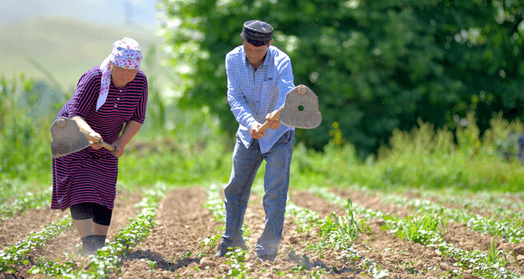 ACSC Karabaeva Chinar and Karabaev Zakirshan working on the cotton field