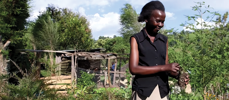 Agroforestry project in Kenya