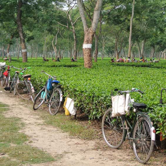 Assam tea plantation