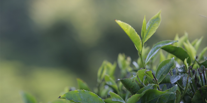 Tea plants