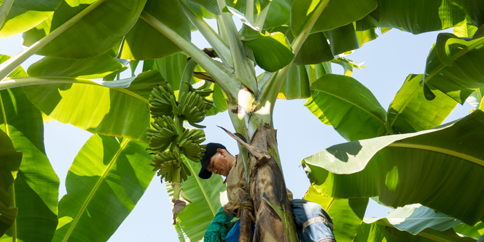 Banana Plant - photo by Ian Berry