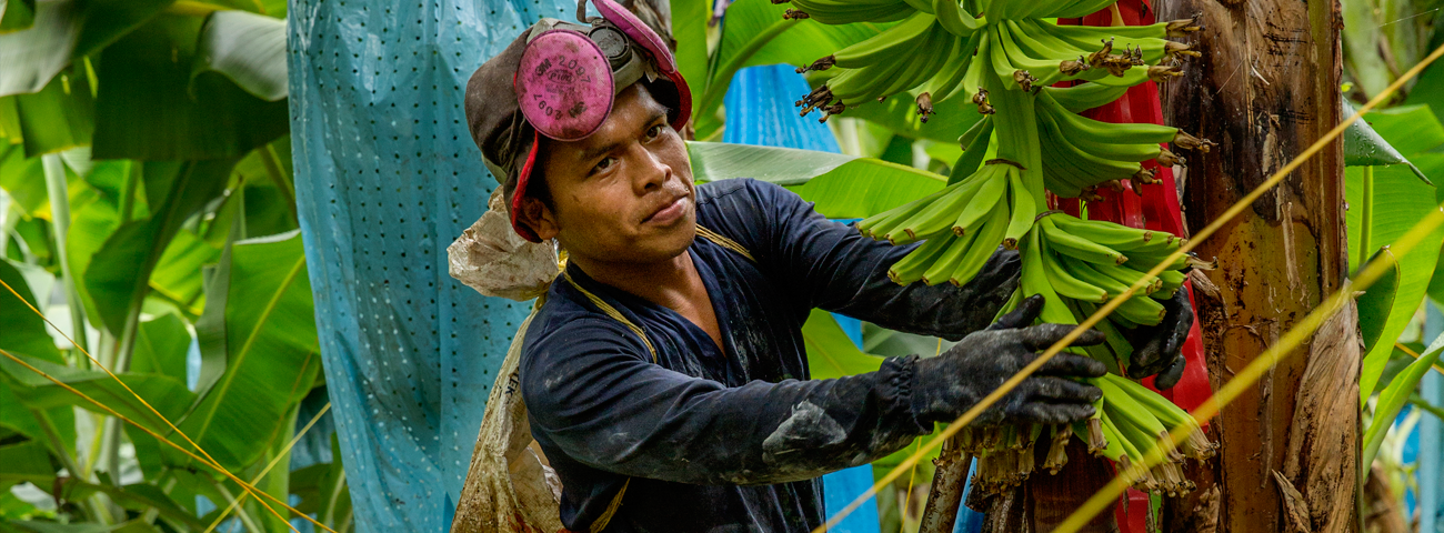 A banana farmer in a banana tree in Panama