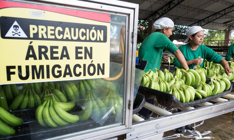 Banana workers area en fumigacion - photo by Ian Berry