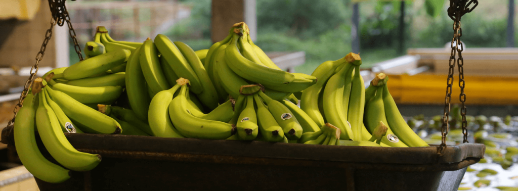 Banana bunches in factory
