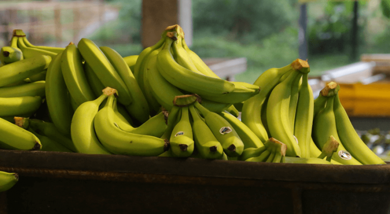 Banana bunches in factory