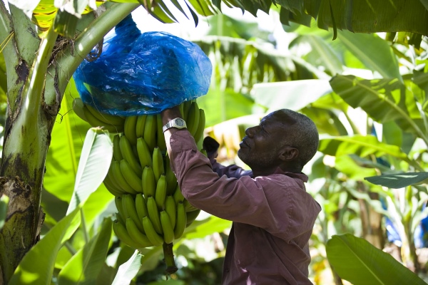 Banana farmer