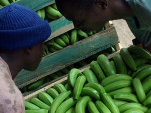 Men carrying crate of bananas