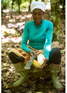 Beatrice Boakye cuts a cocoa pod in half