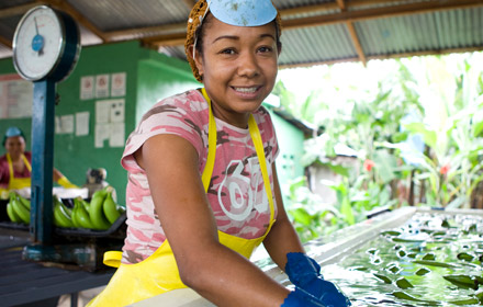 Farmer cleaning bananas for export