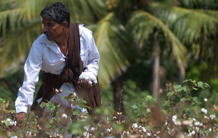 A Fairtrade cotton farmer in a cotton field in India
