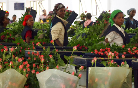 Flower workers in a greenhouse