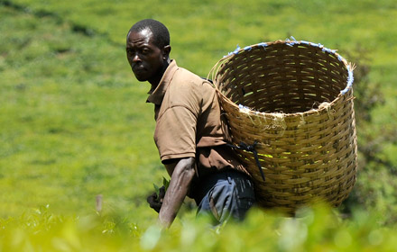 Tea Picker