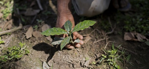 A young coffee plant in Maray Peru