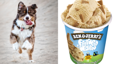 Can a dog eat vanilla ice-cream and 6 other things you may not know about vanilla ice-cream
