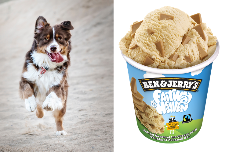 Dog + Ben & Jerry's Fairway to Heaven Ben & Jerry's ice cream tub