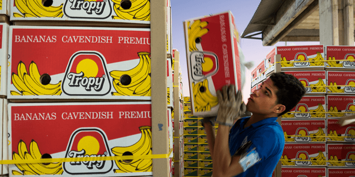 Cavendish Bananas stacked in boxes - photo by Ian Berry