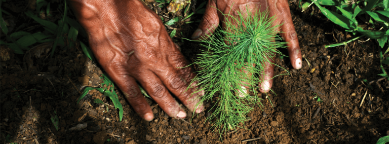 two hands plant a sapling into soil