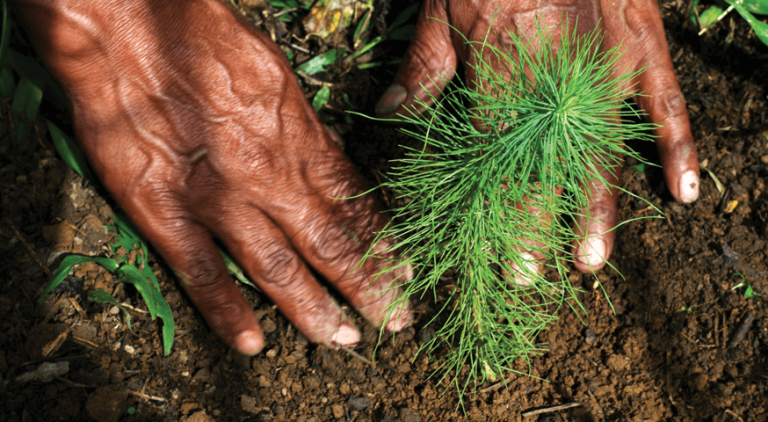 two hands plant a sapling into soil