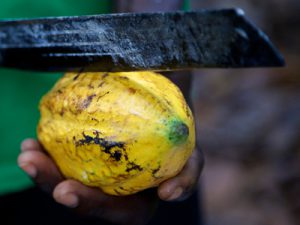 A machete is poised ready to cut open a yellow cocoa pod