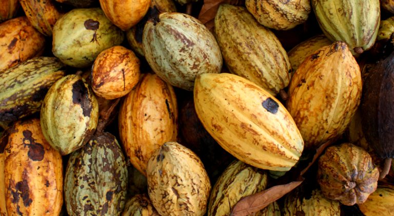 Cocoa pods