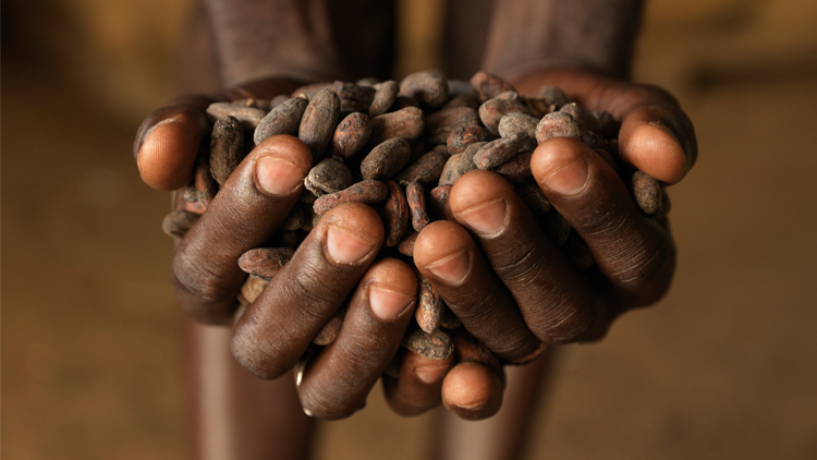 Hands holding cocoa beans in Côte d'Ivoire