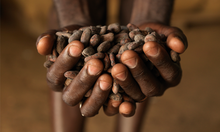 You are currently viewing What Chocolate Companies are doing to fight slavery