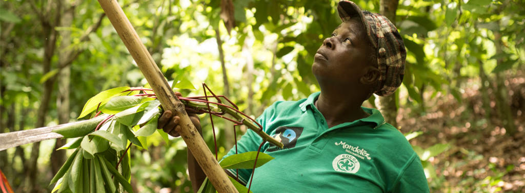 Farmer harvesting cocoa pods