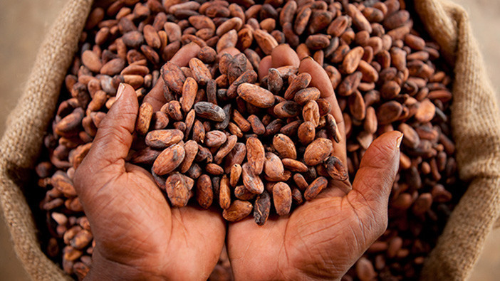 You are currently viewing Fairtrade reports on programme to strengthen West Africa cocoa co-operatives