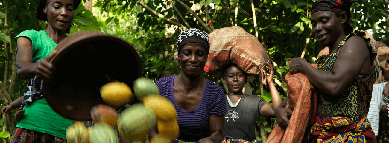 Fairtrade cocoa farmers at work in Ivory Coast in 2019
