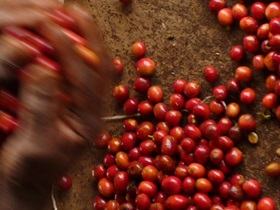 Red coffee cherries being scooped up