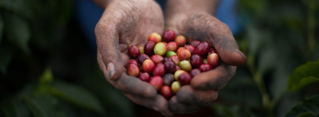 A pair of hands hold freshly picked coffee cherries mainly red in colour with some green