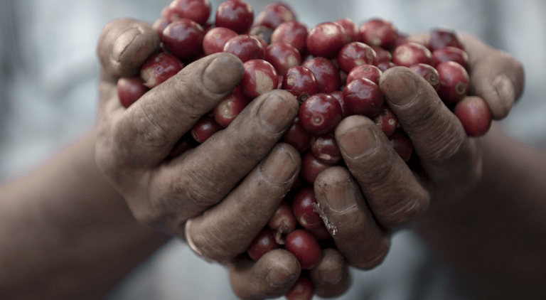Coffee beans held in hand