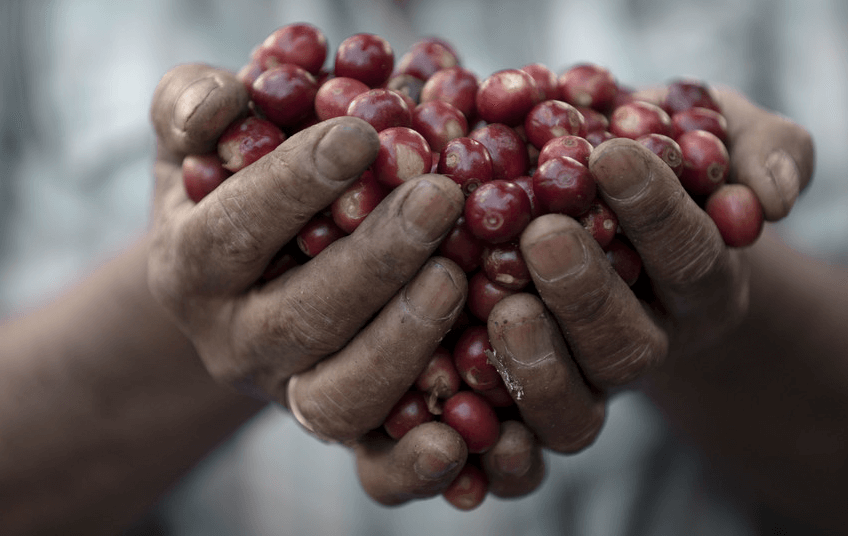 Coffee beans held in hand