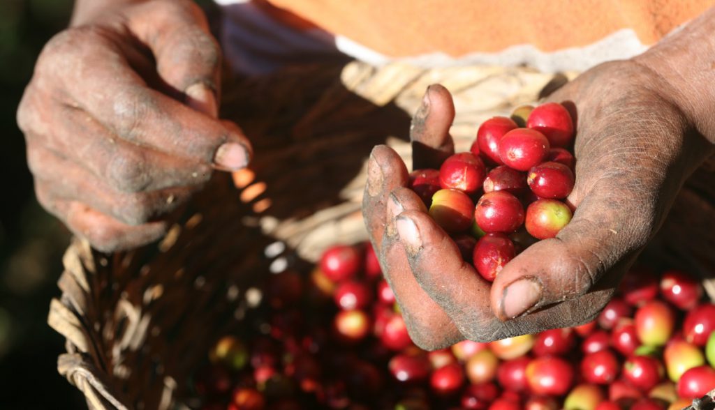 Hands holding coffee cherries