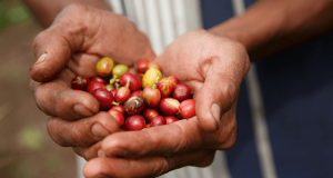 a pair of hands hold red and yellow coffee cherries