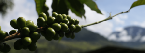 Coffee cherries on a branch