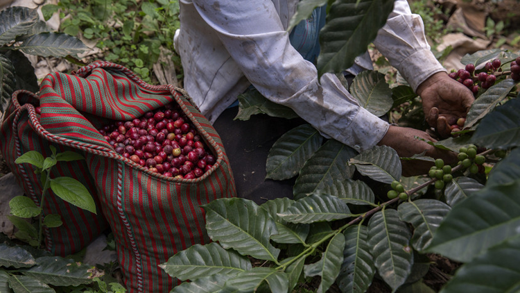 Picking coffee cherries