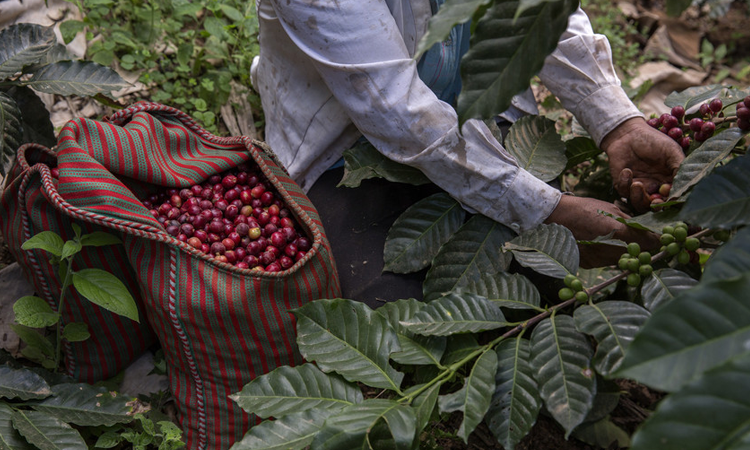 Picking coffee cherries