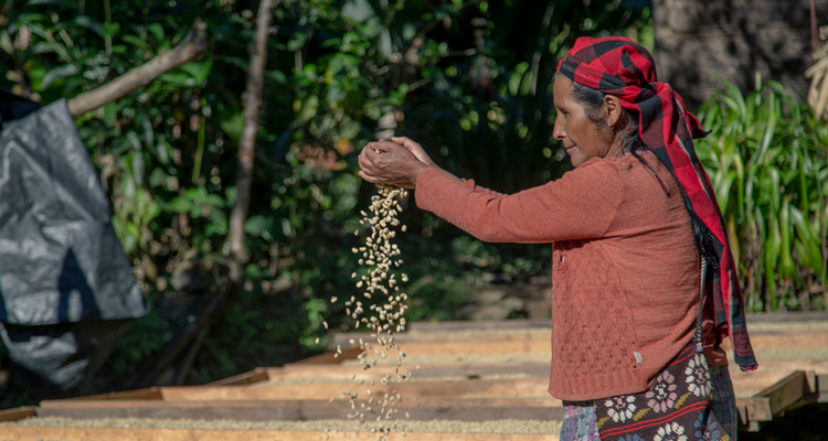 You are currently viewing How coffee farming is supporting the indigenous population of Guatemala